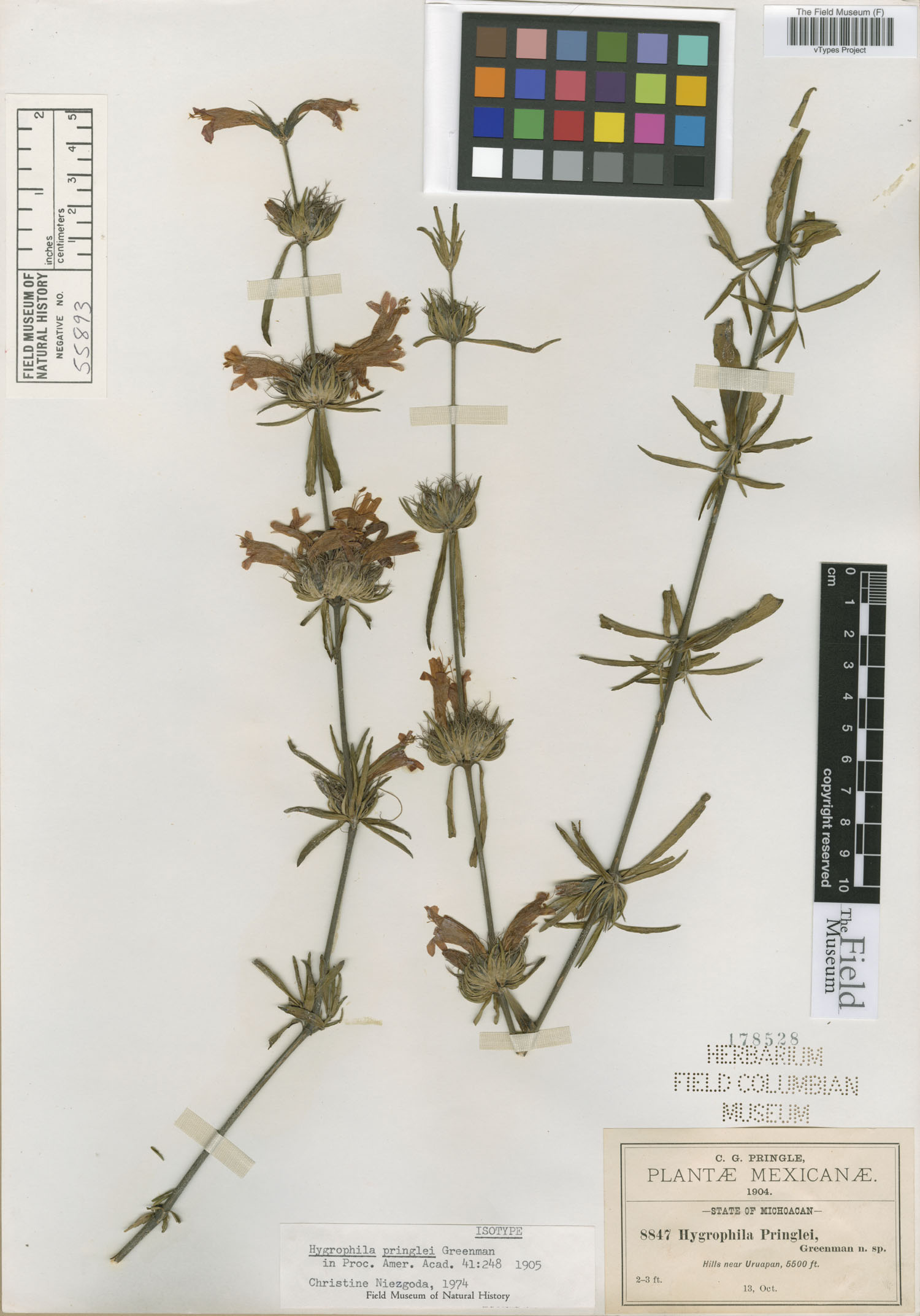 Dyschoriste angustifolia image