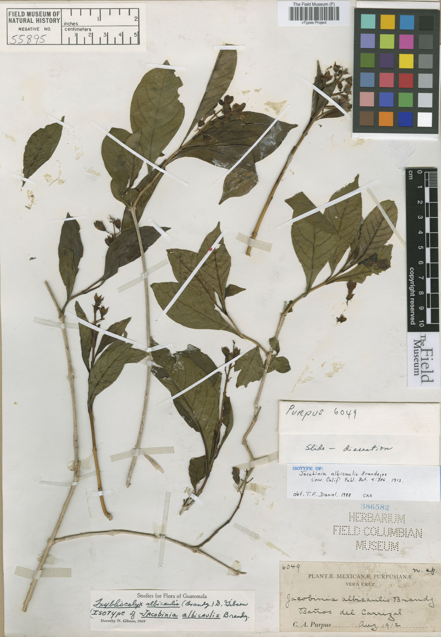 Chileranthemum image