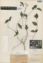 Herpetacanthus acuminatus image