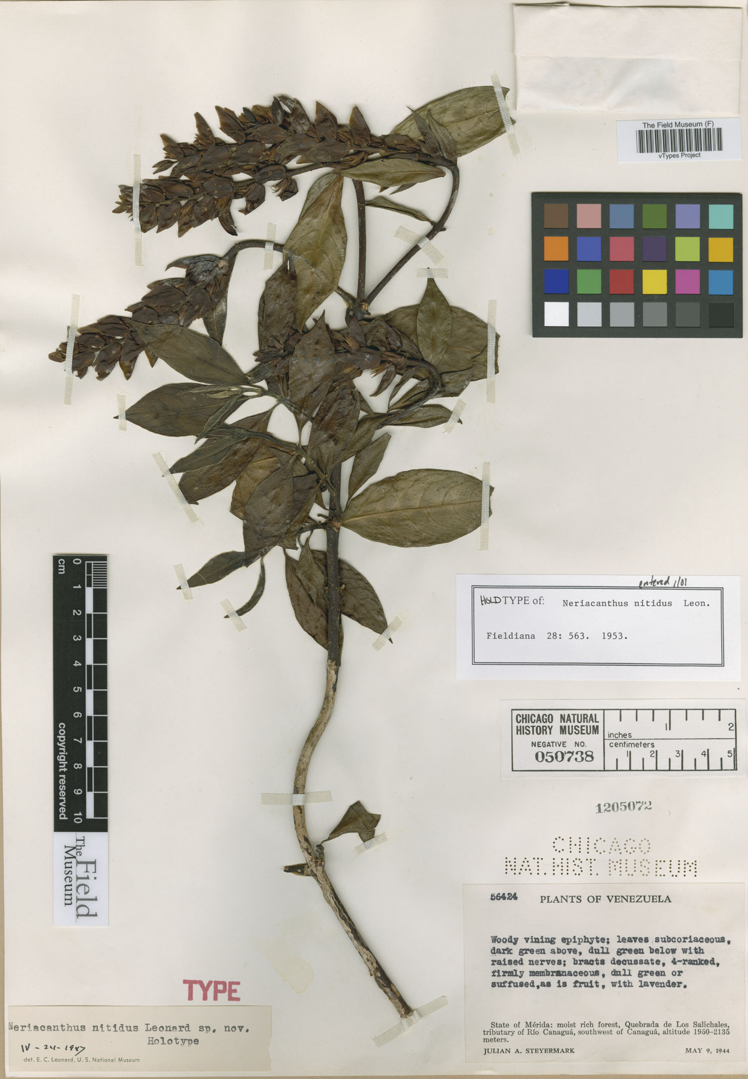 Neriacanthus nitidus image