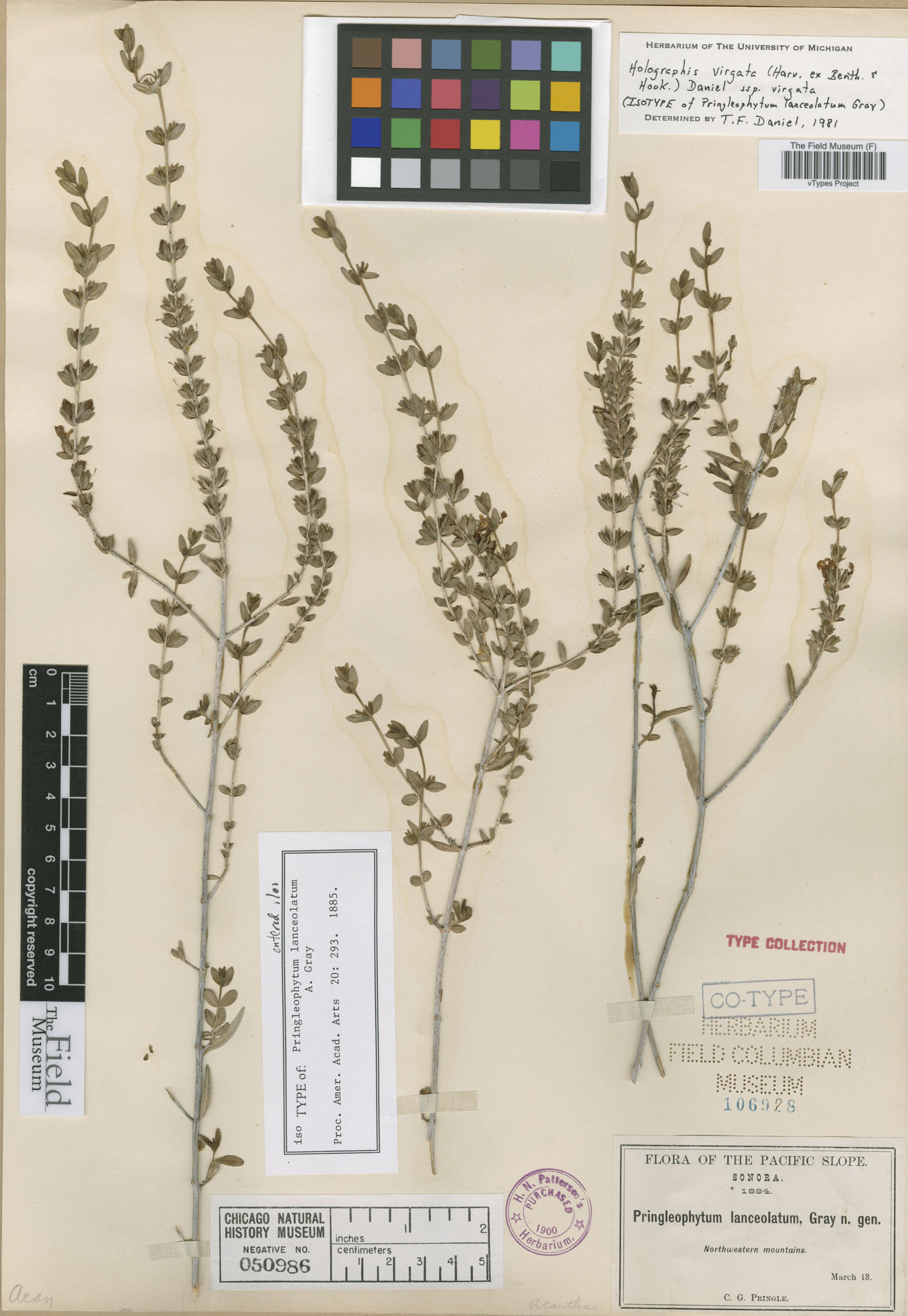 Pringleophytum lanceolatum image