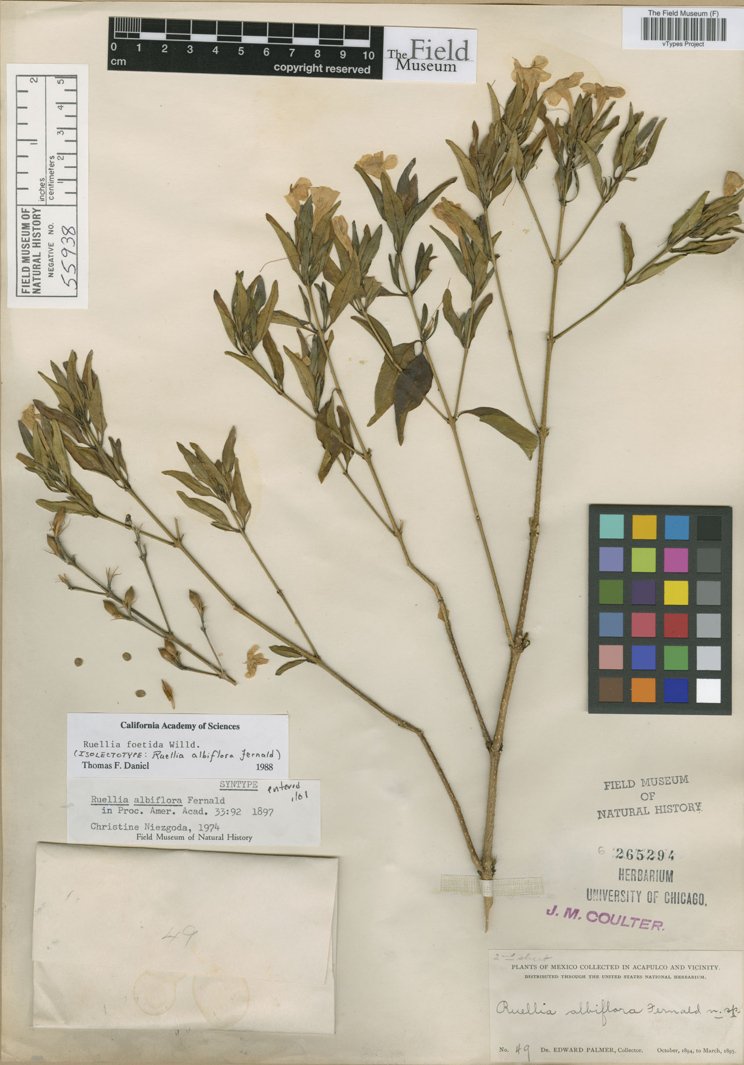 Ruellia albiflora image