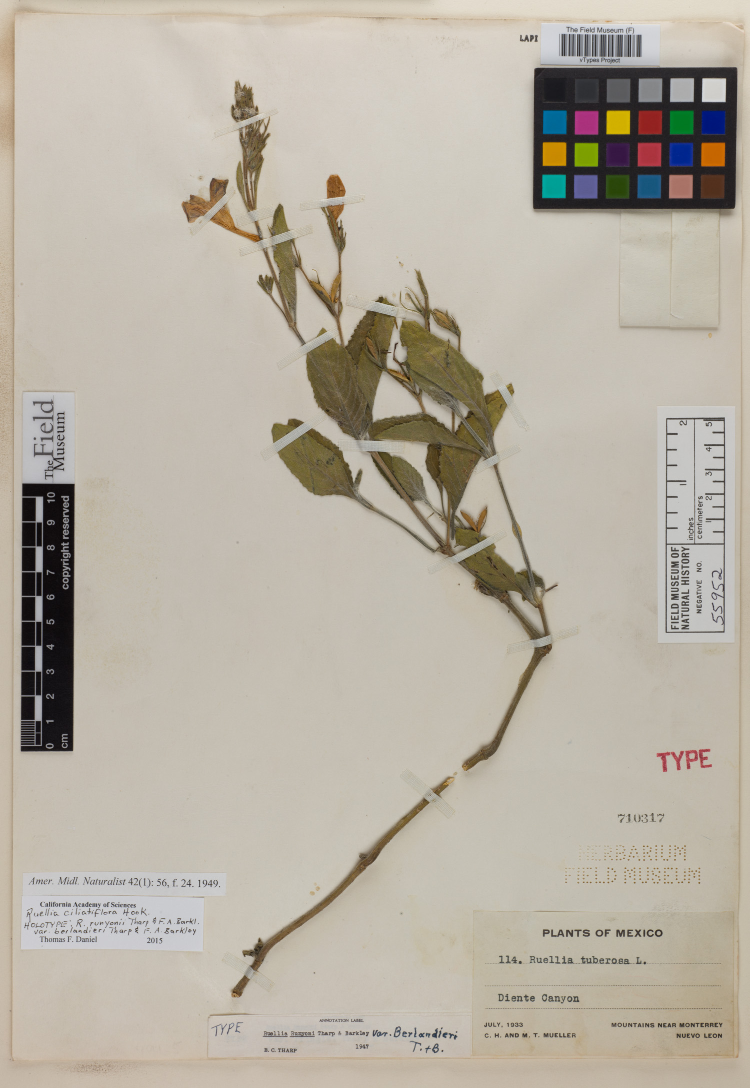 Ruellia nudiflora var. runyonii image