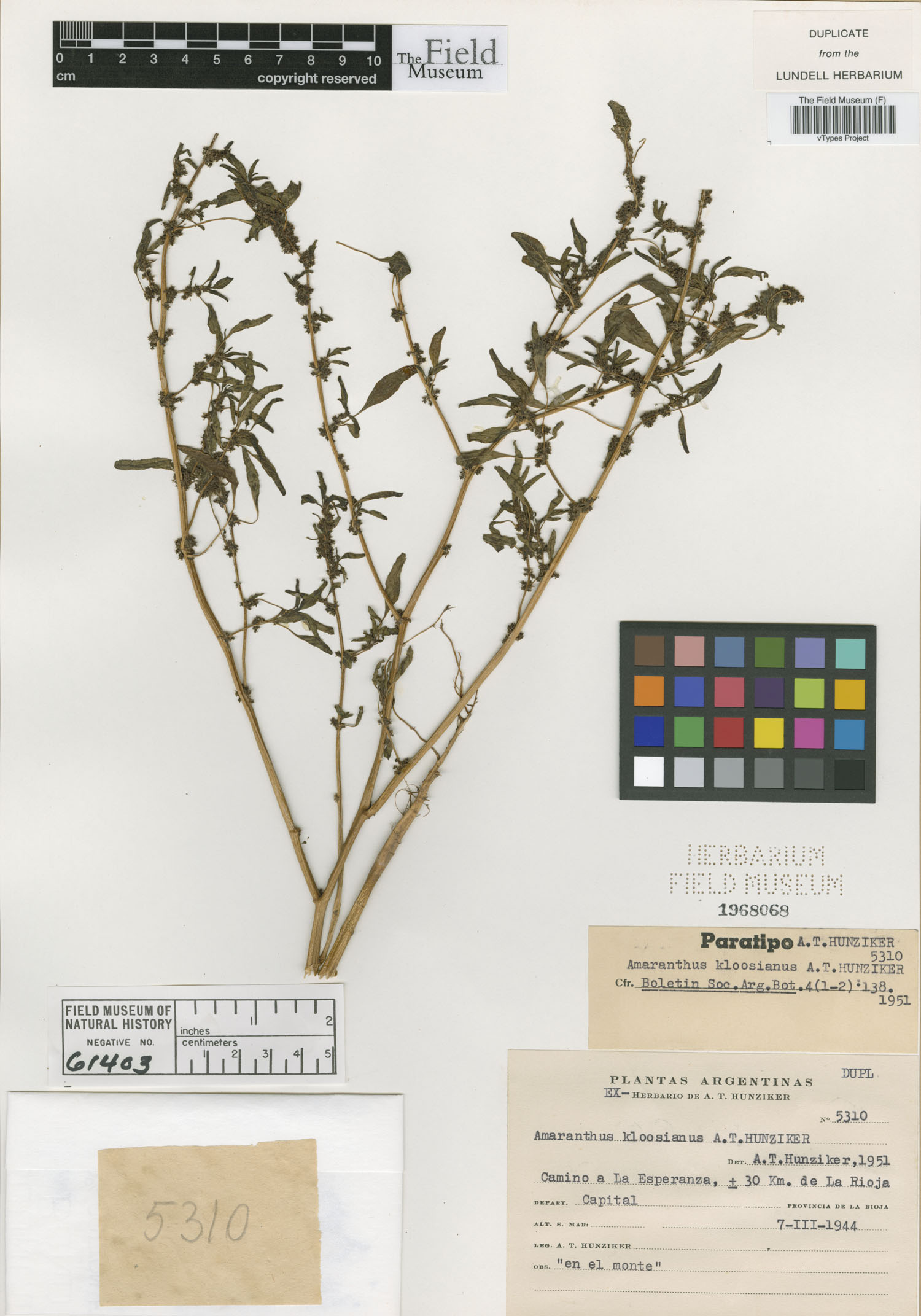 Amaranthus kloosianus image