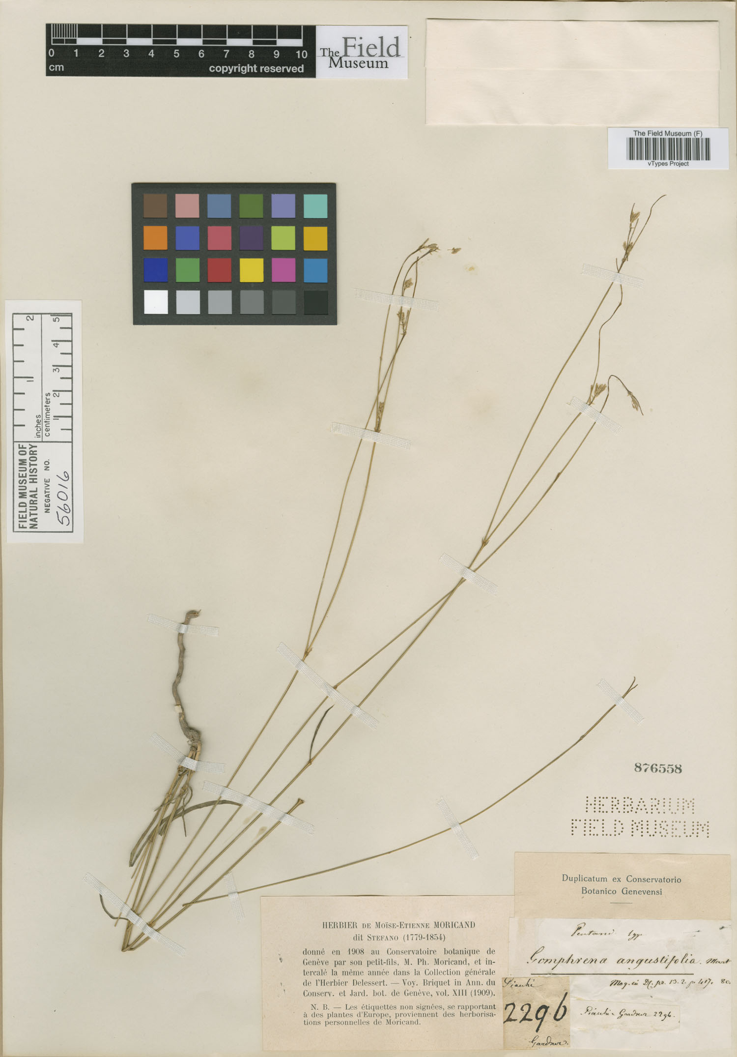 Pandiaka angustifolia image