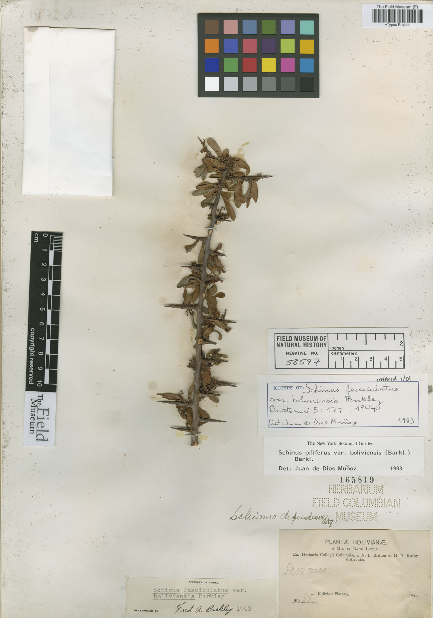 Schinus fasciculatus var. boliviensis image