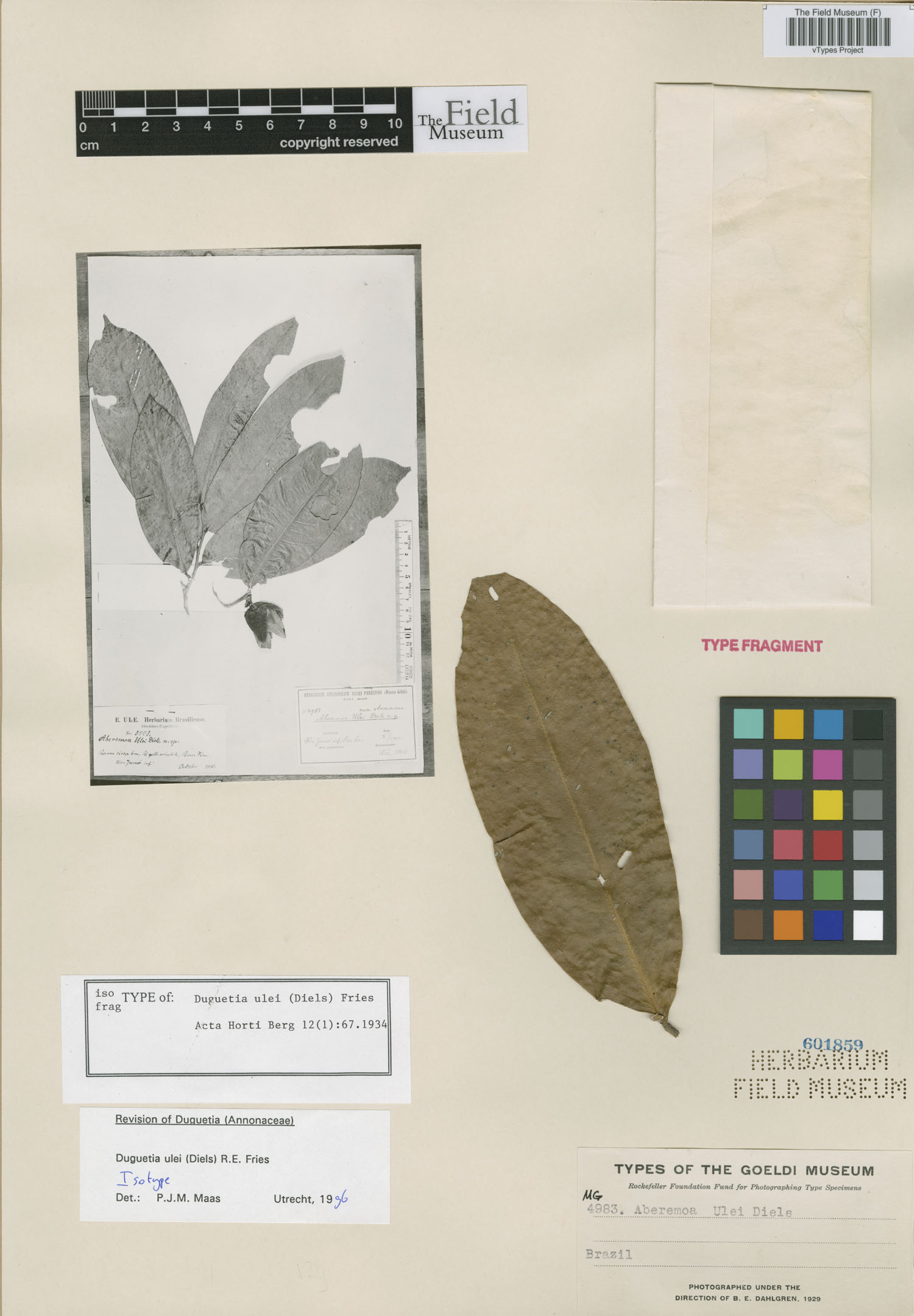 Duguetia ulei image