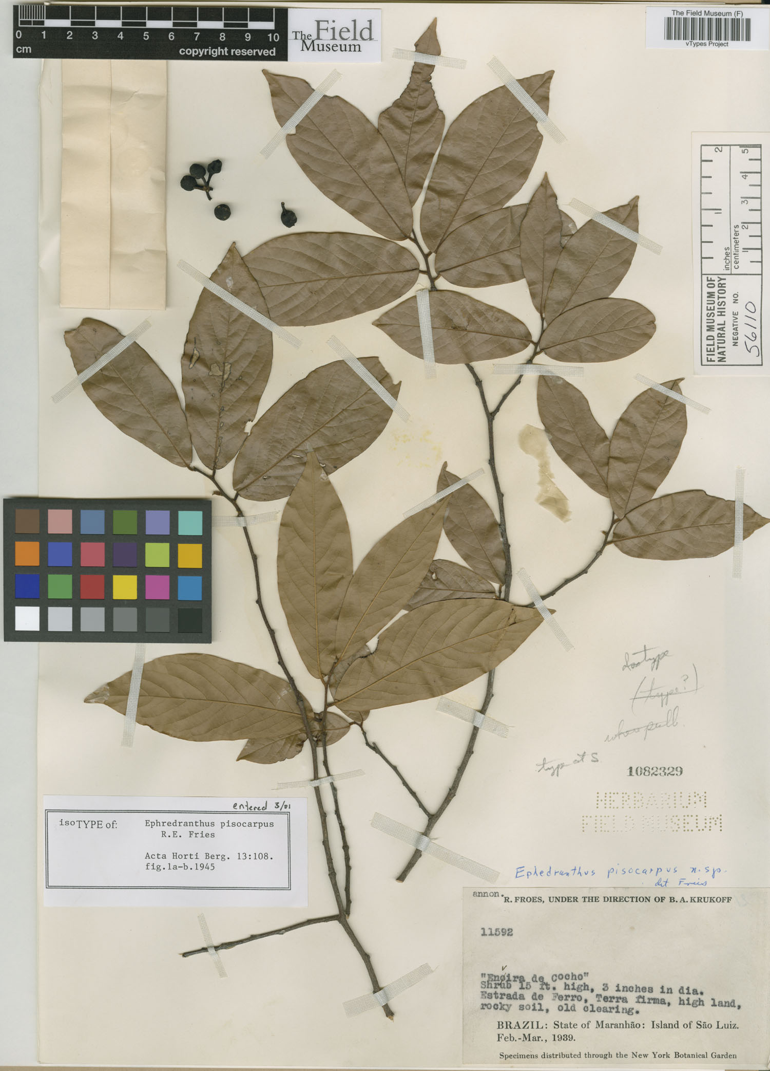 Ephedranthus image