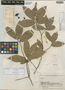 Ephedranthus pisocarpus image