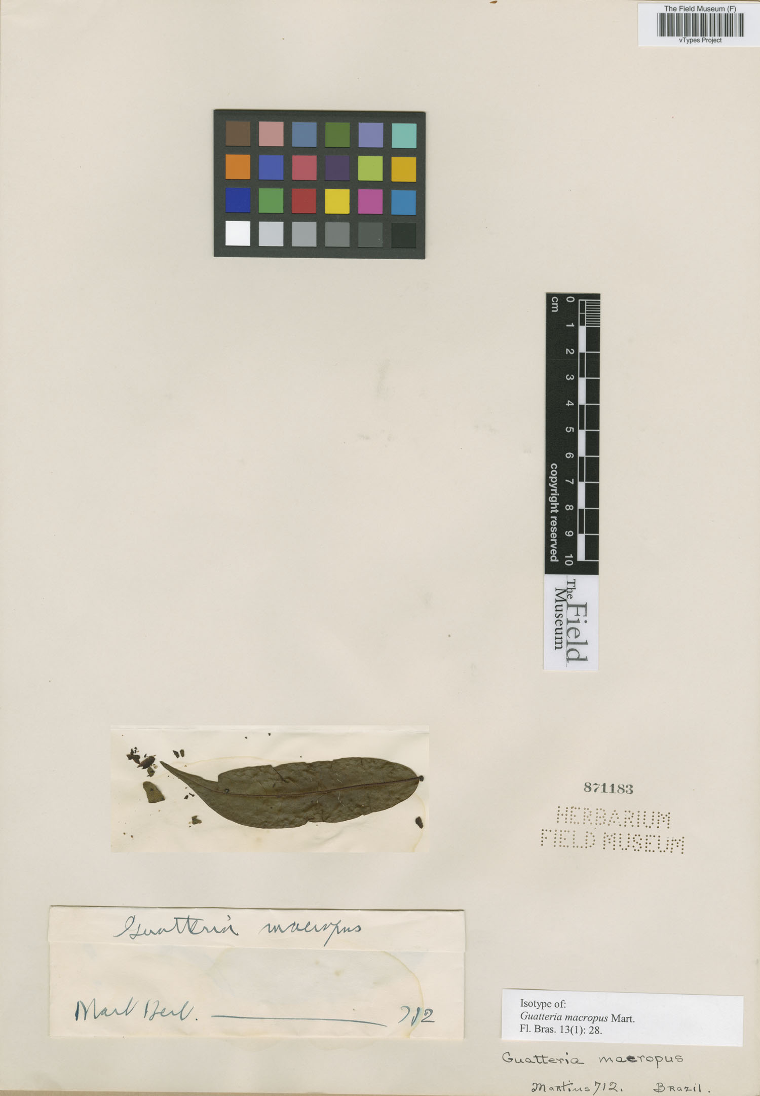 Guatteria macropus image
