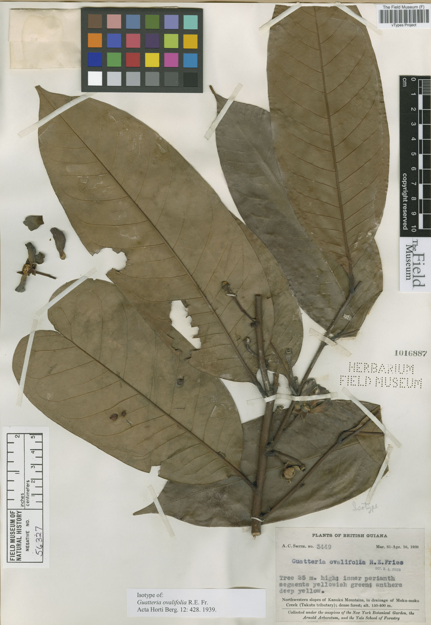 Guatteria ovalifolia image