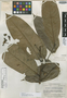 Guatteria ovalifolia image