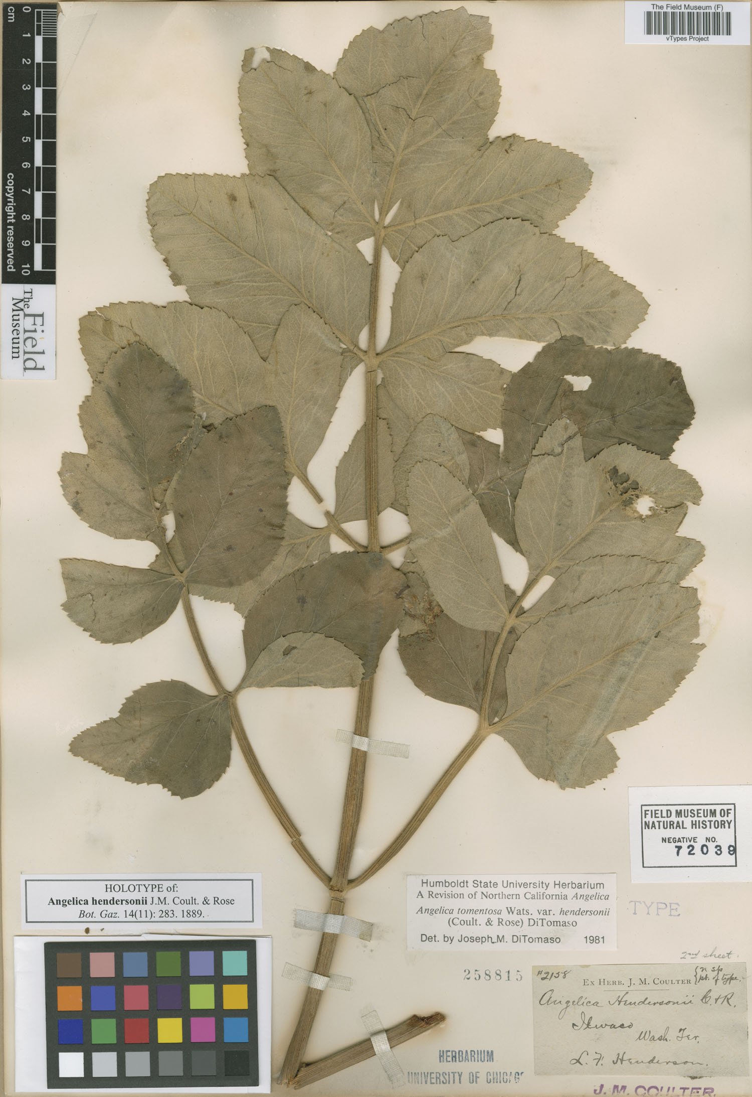 Angelica hendersonii image