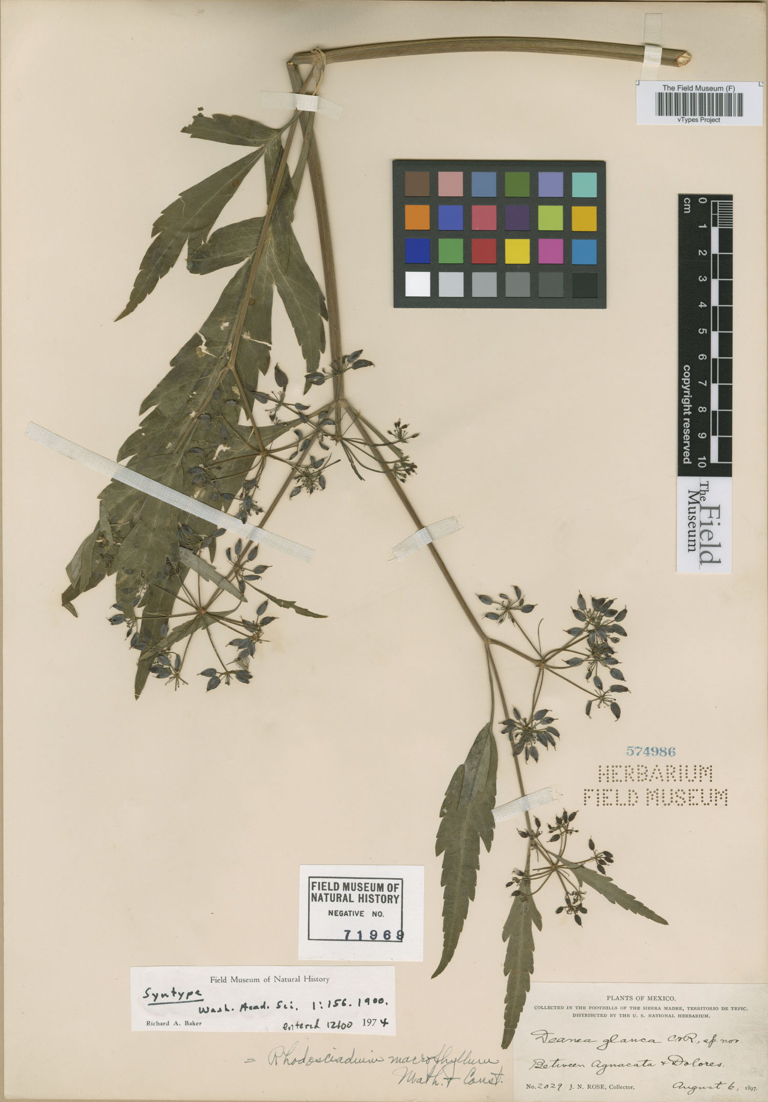 Rhodosciadium macrophyllum image