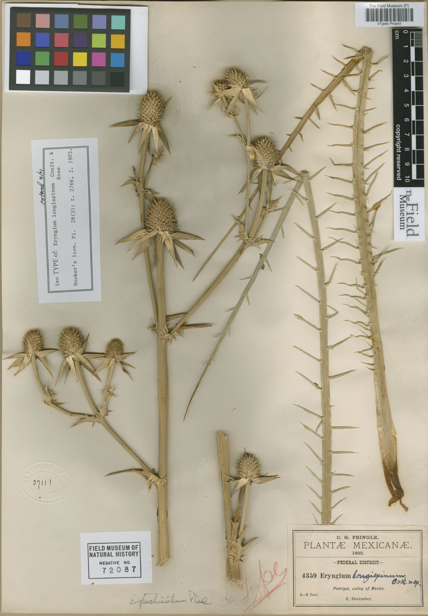 Eryngium longispinum image