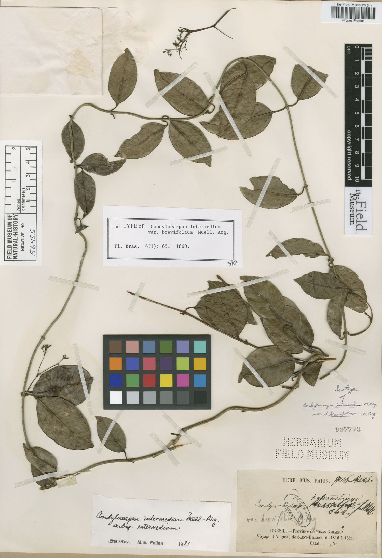 Condylocarpon intermedium subsp. intermedium image