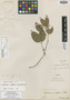 Condylocarpon myrtifolium image