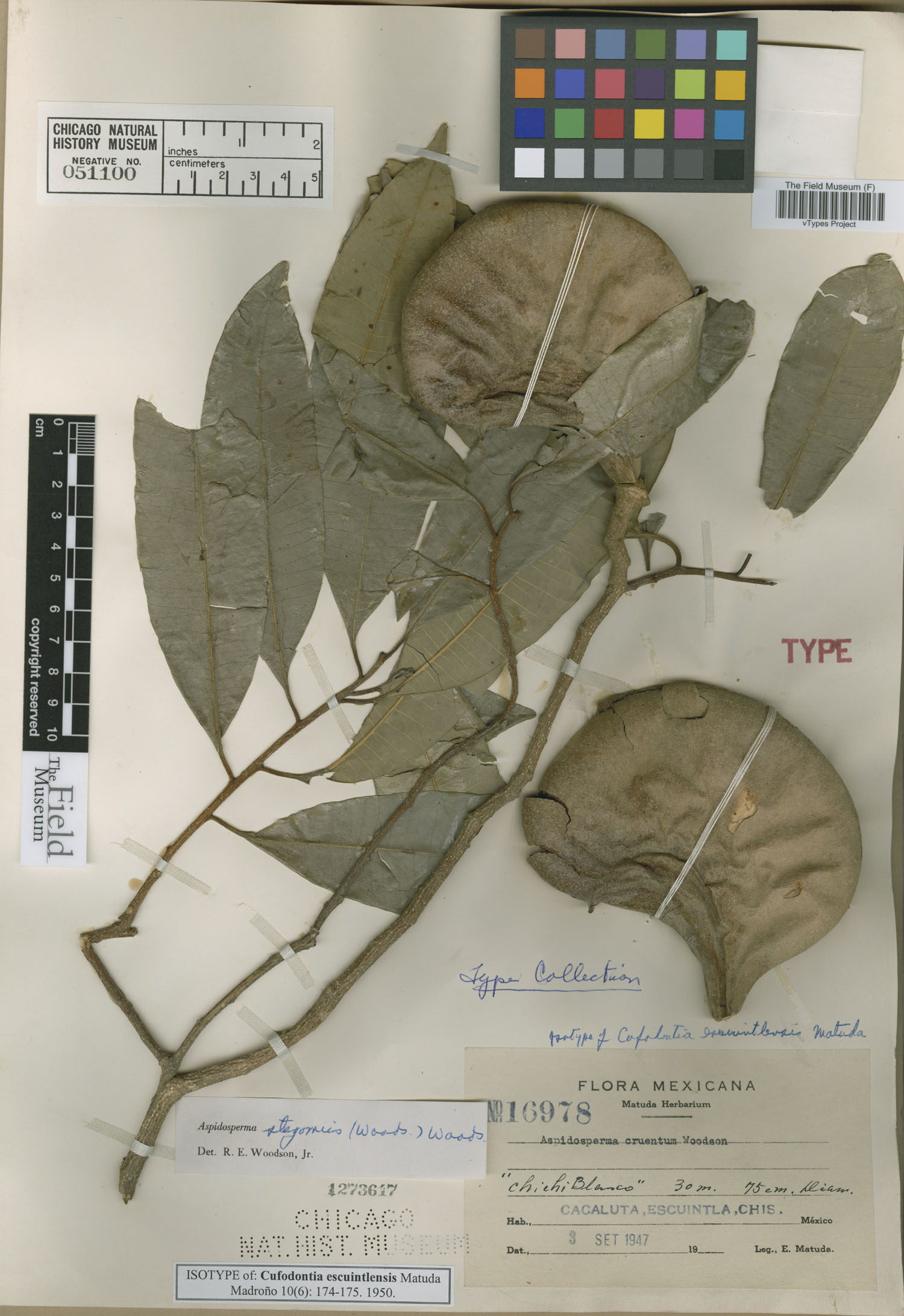 Aspidosperma megalocarpon subsp. megalocarpon image