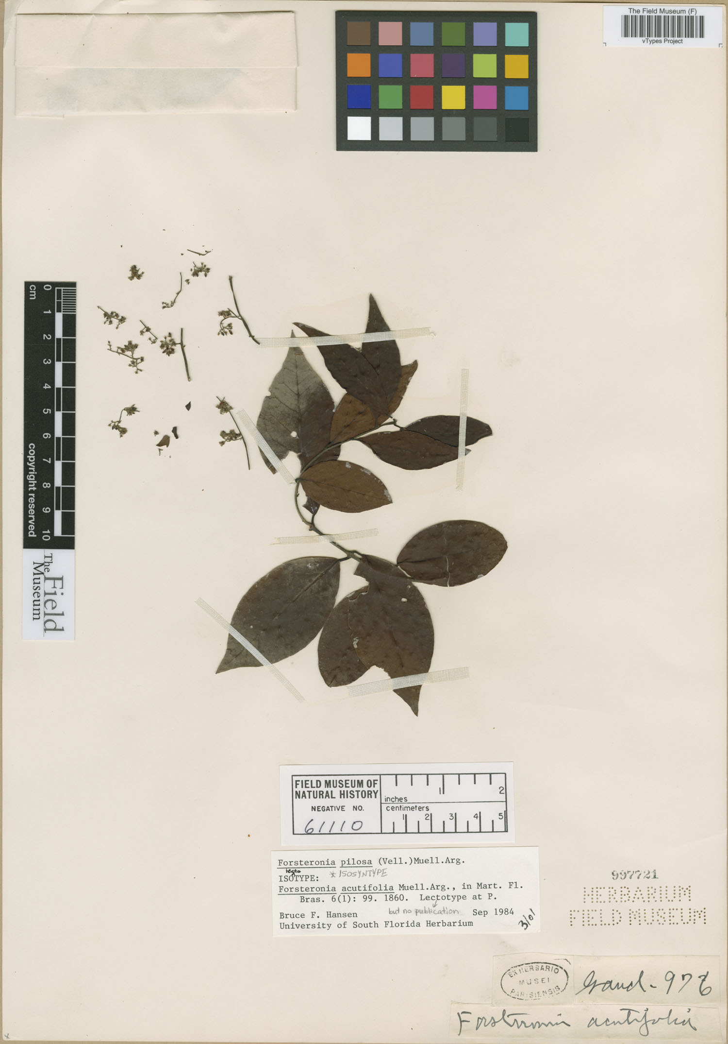 Forsteronia pilosa image