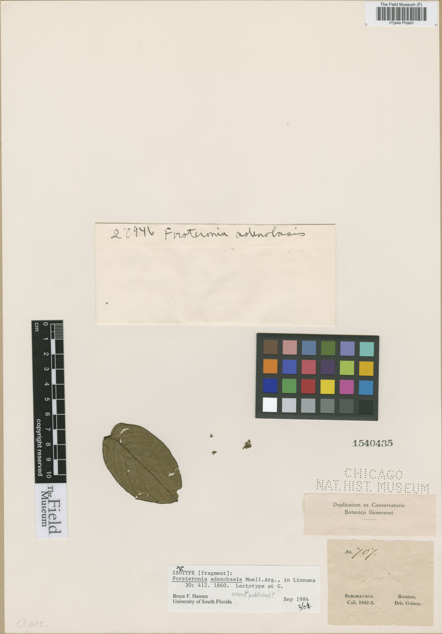 Forsteronia adenobasis image