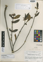 Lacmellea pygmaea var. latifolia image