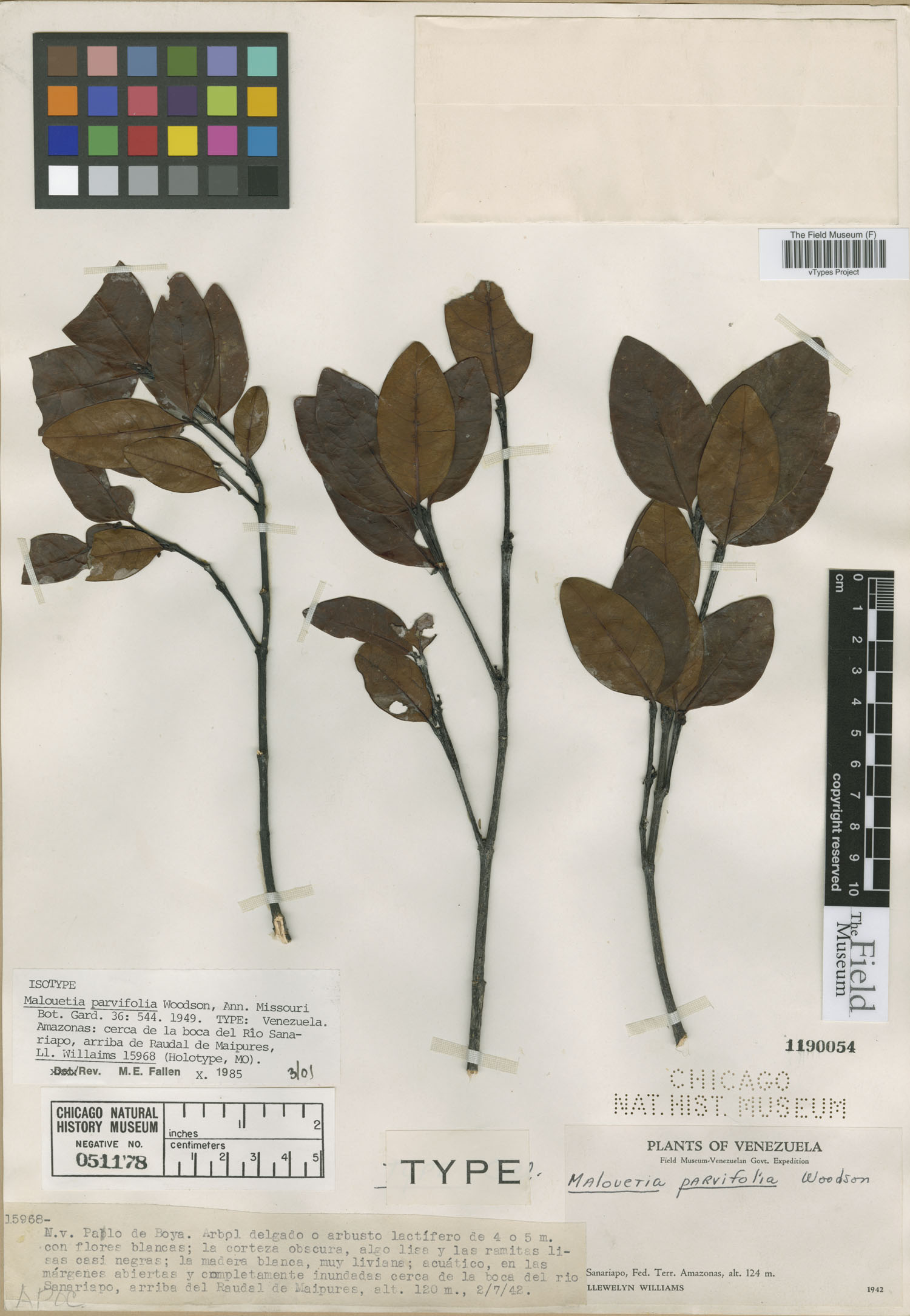 Malouetia parvifolia image