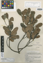 Parahancornia negroensis image