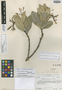 Hylaea arborescens image