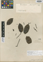 Forsteronia laurifolia image