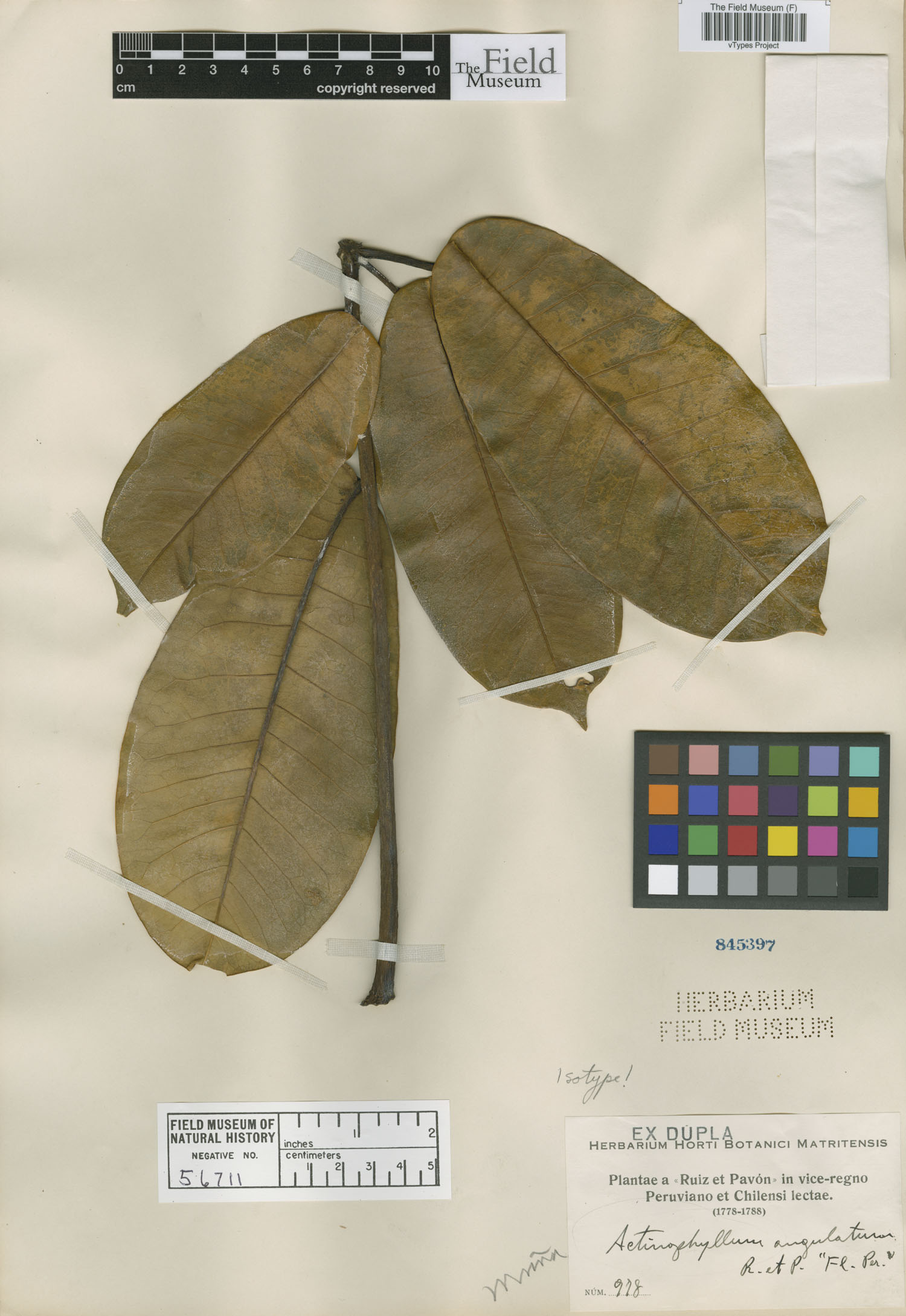 Actinophyllum angulatum image