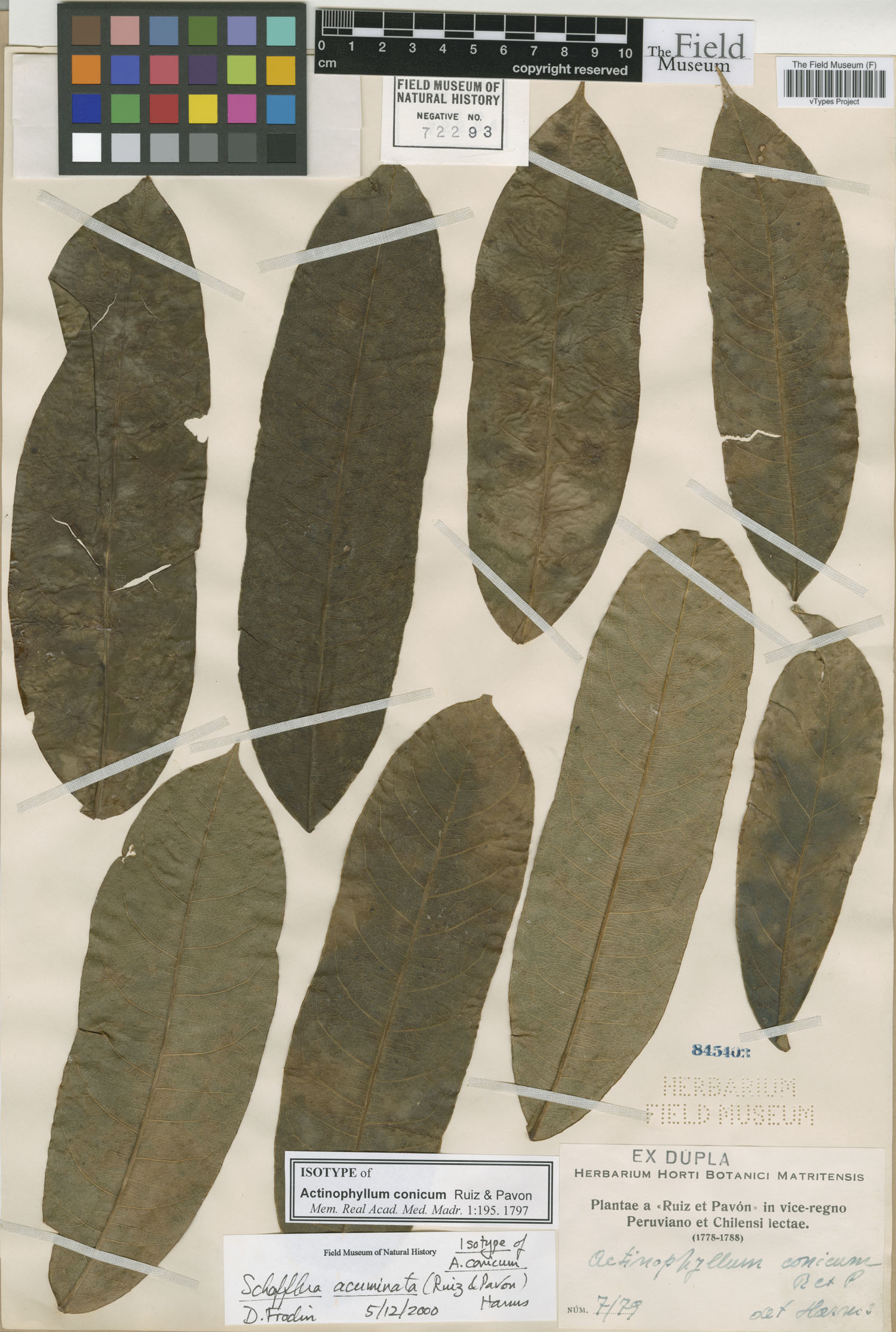 Actinophyllum conicum image