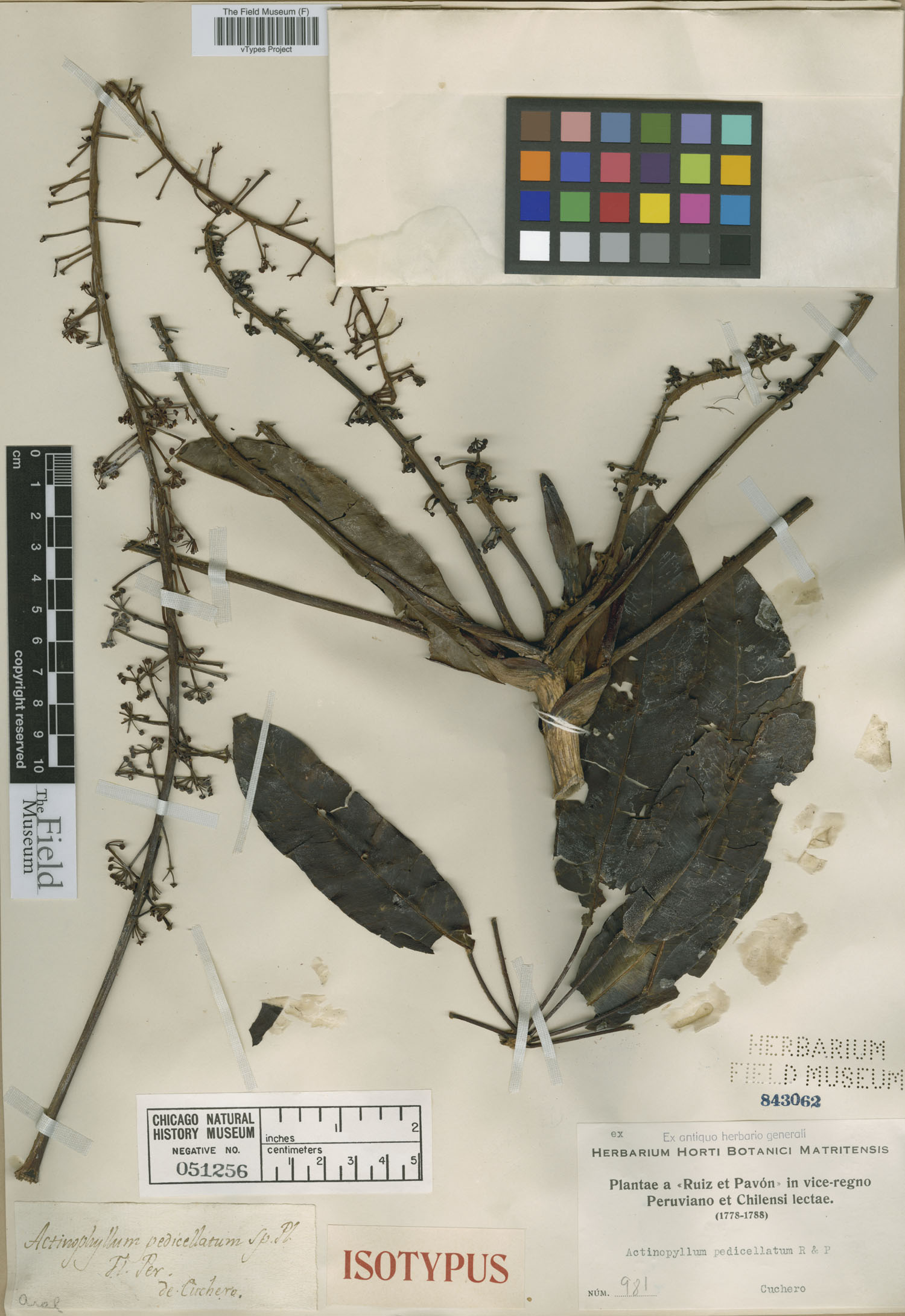 Actinophyllum pedicellatum image