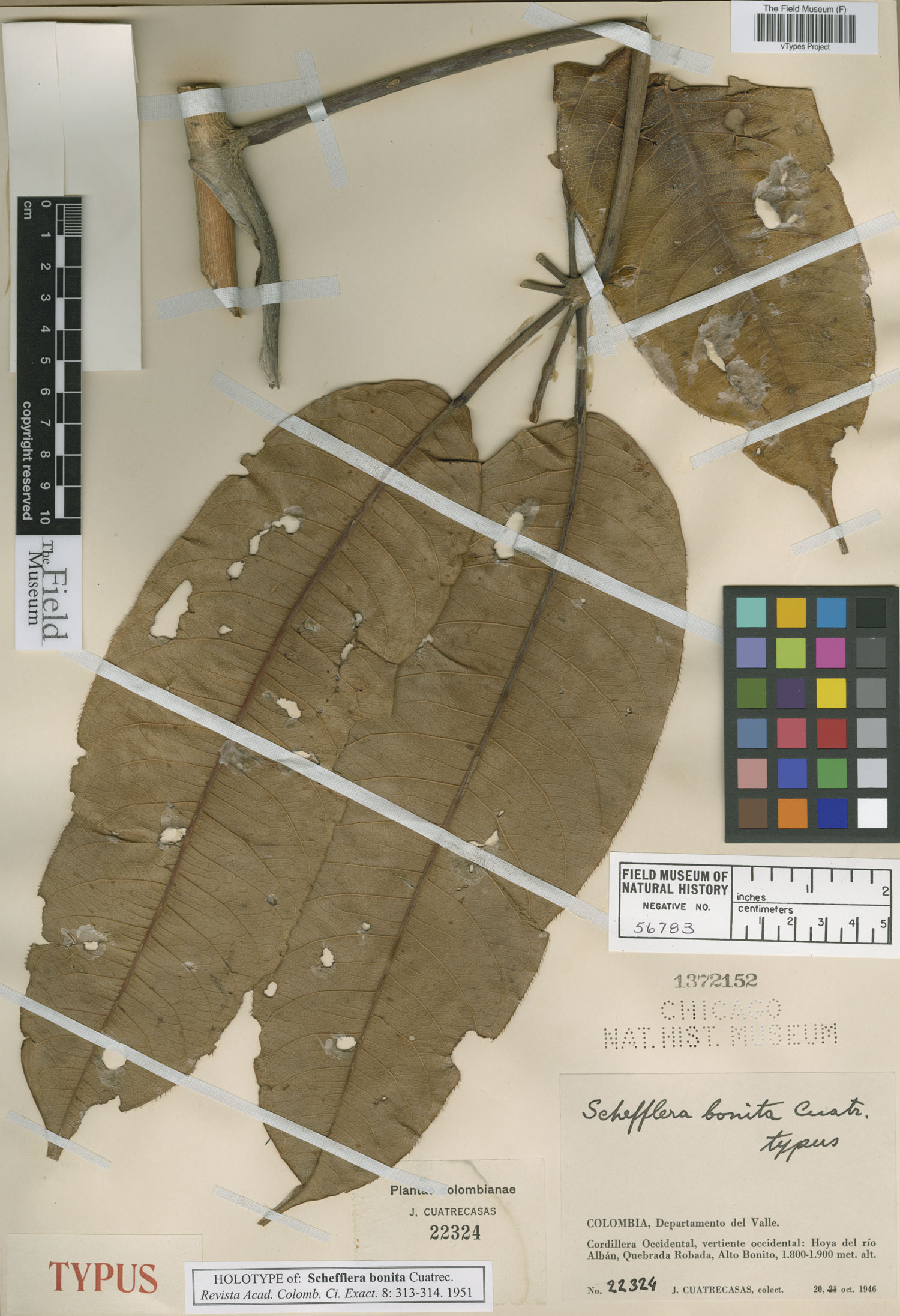 Schefflera bonita image