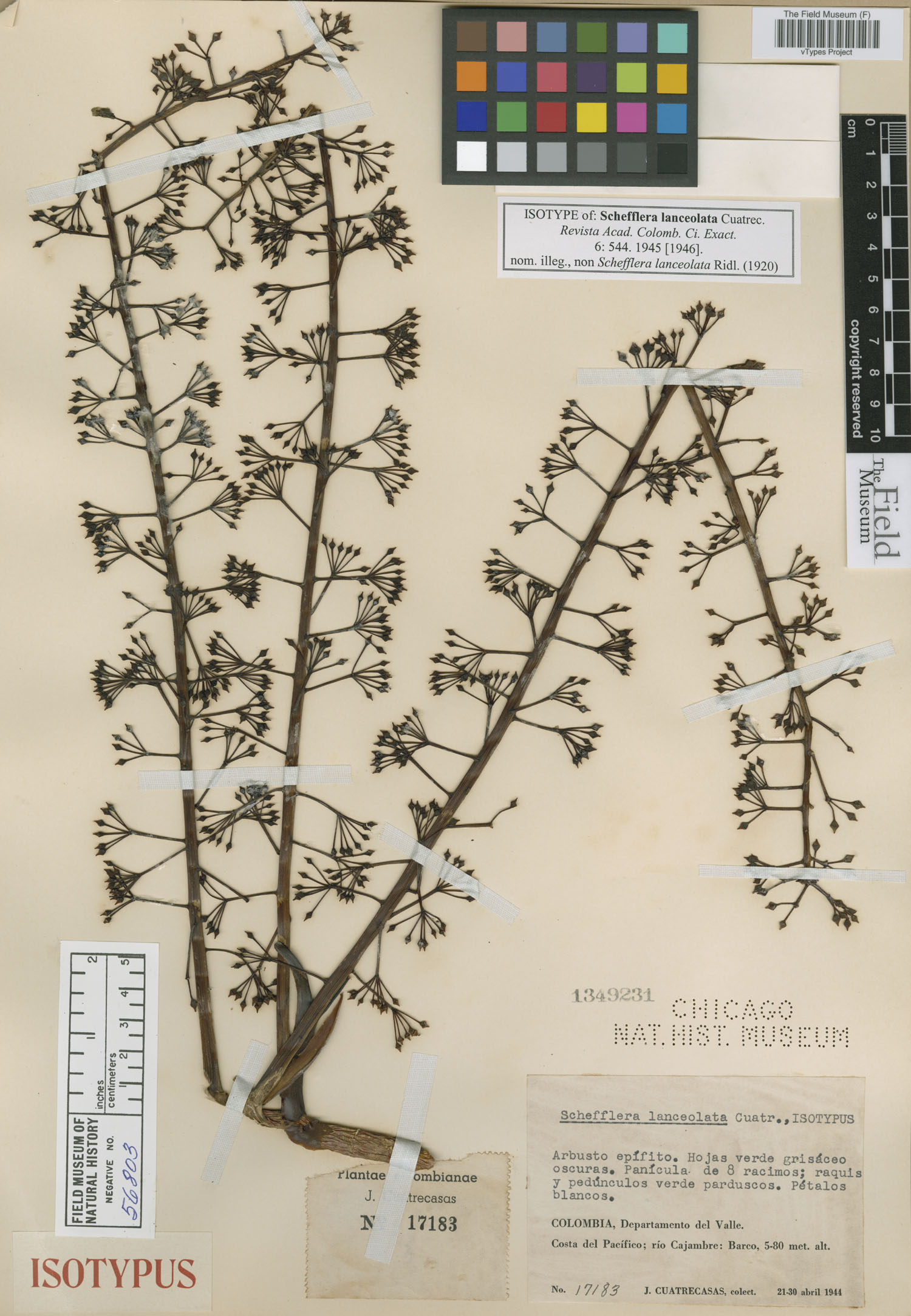 Schefflera lanceolata image