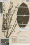 Schefflera lilacina image