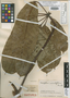 Schefflera minutiflora image
