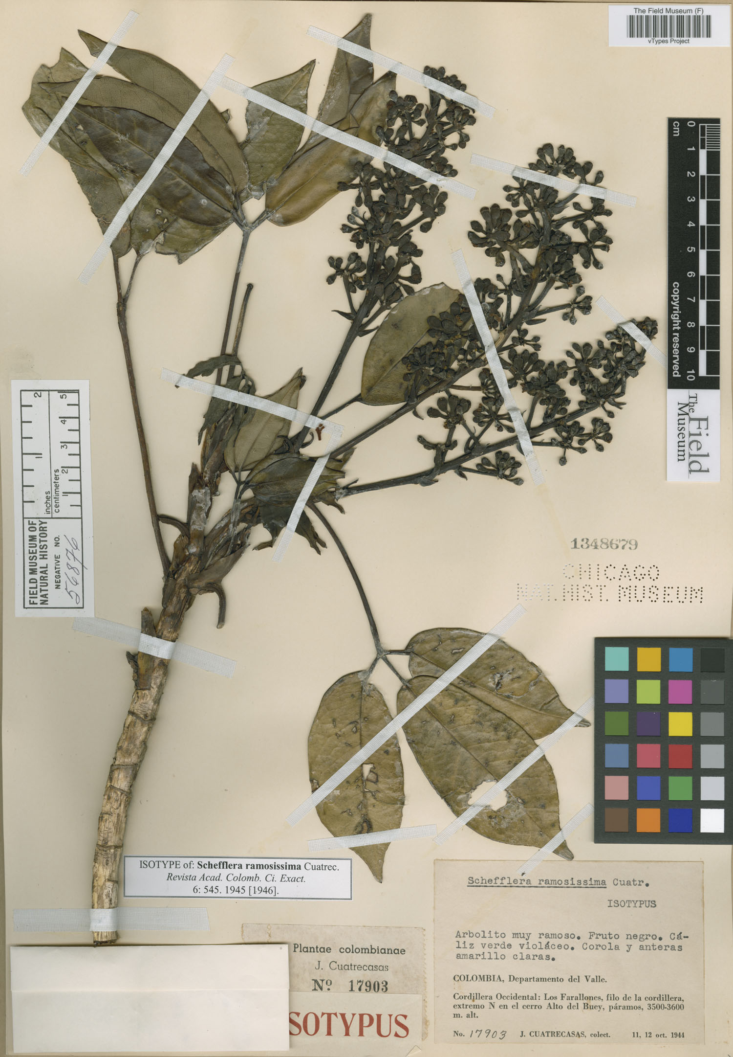 Schefflera ramosissima image