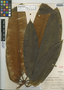 Schefflera trianae image