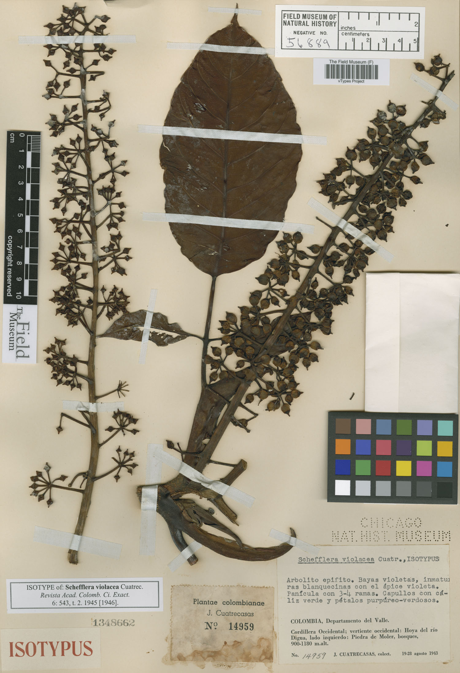Schefflera violacea image