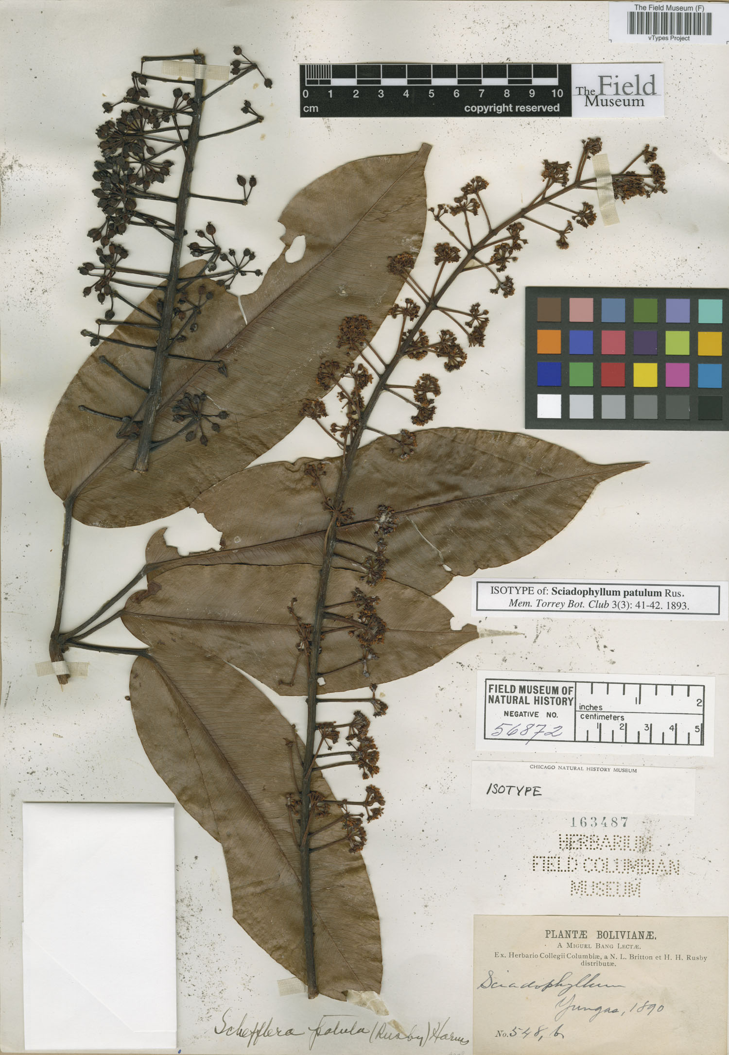 Sciadophyllum patulum image