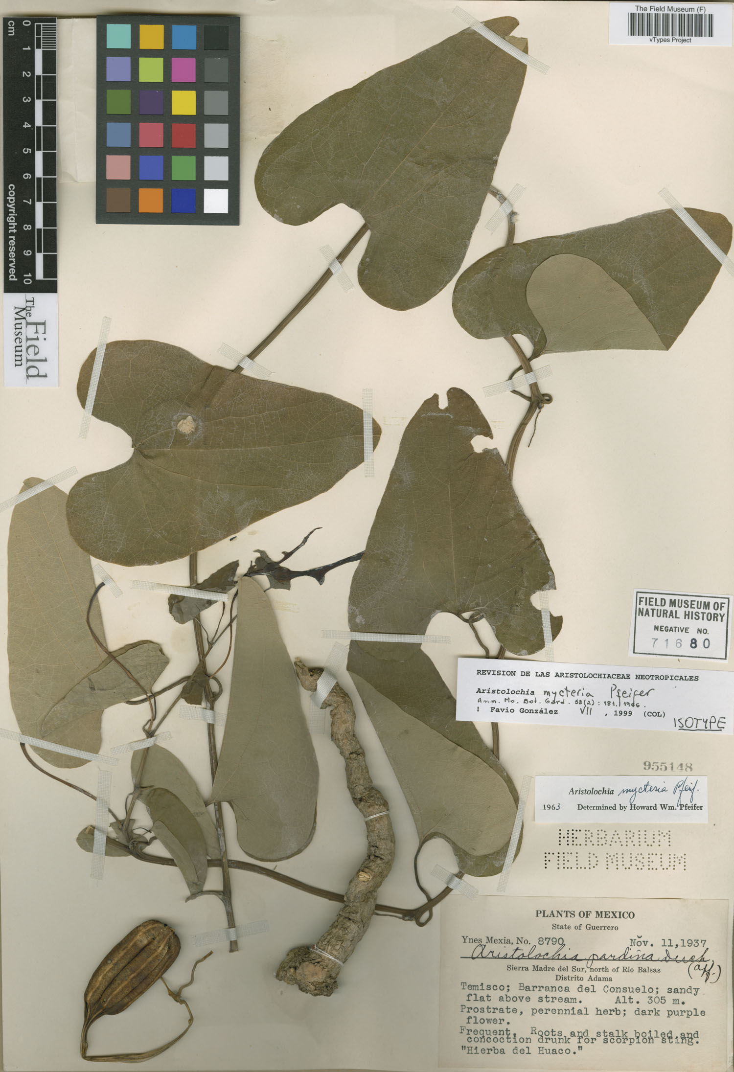 Aristolochia mycteria image