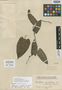Aristolochia acutifolia image