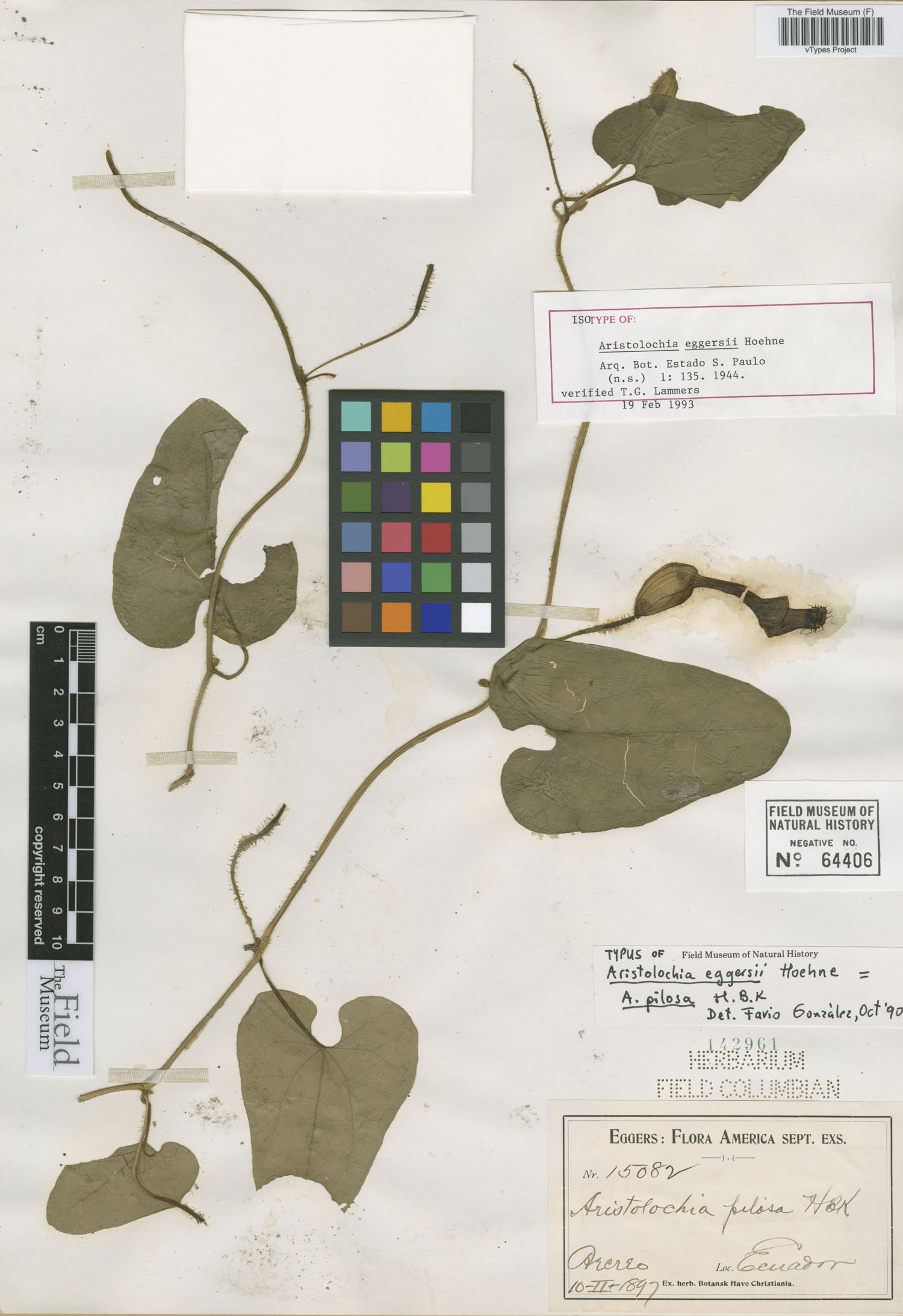 Aristolochia eggersii image