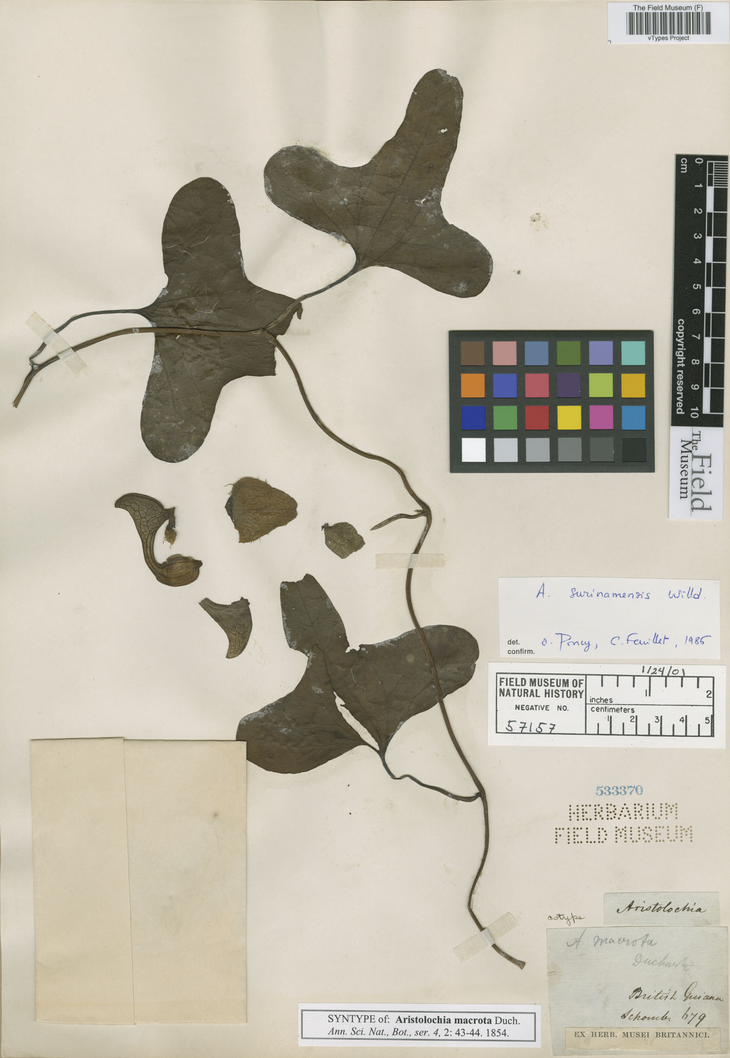 Aristolochia surinamensis image