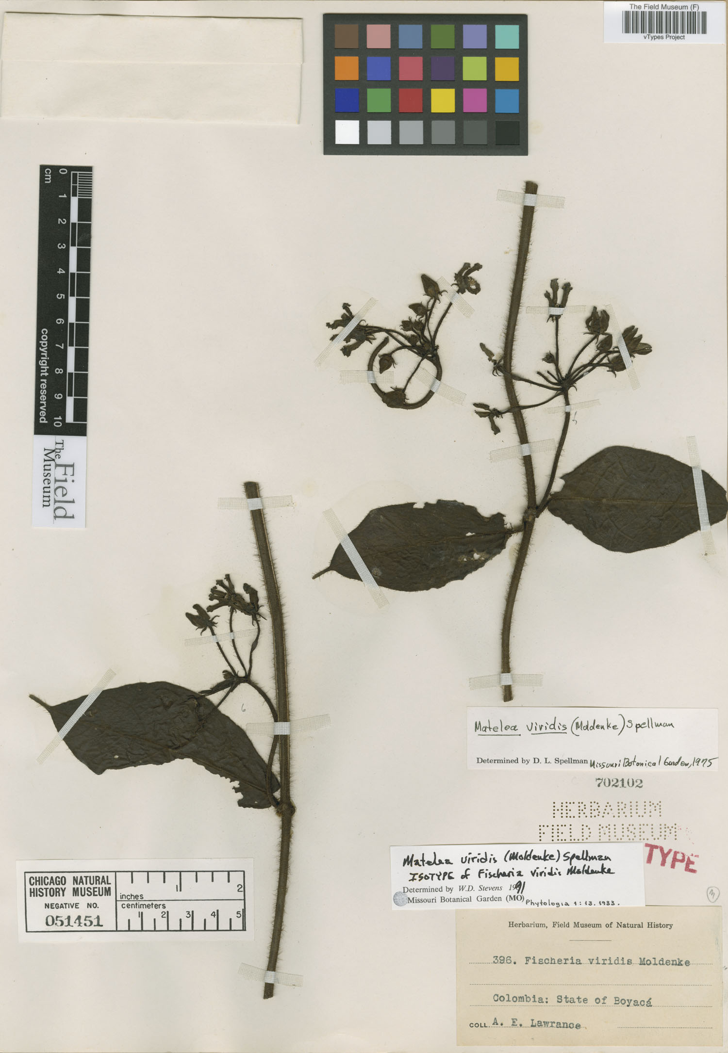 Rhytidostemma viride subsp. viride image