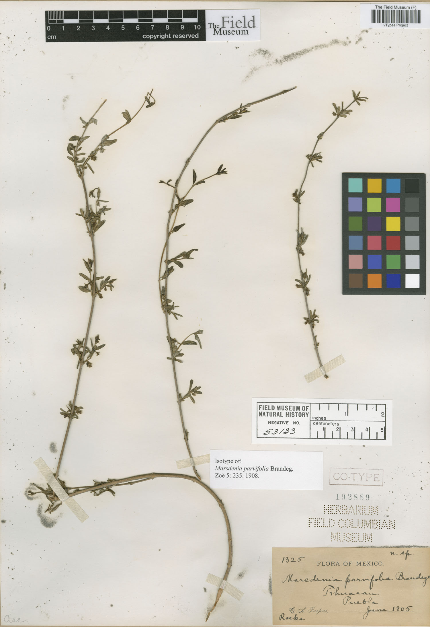 Marsdenia parvifolia image