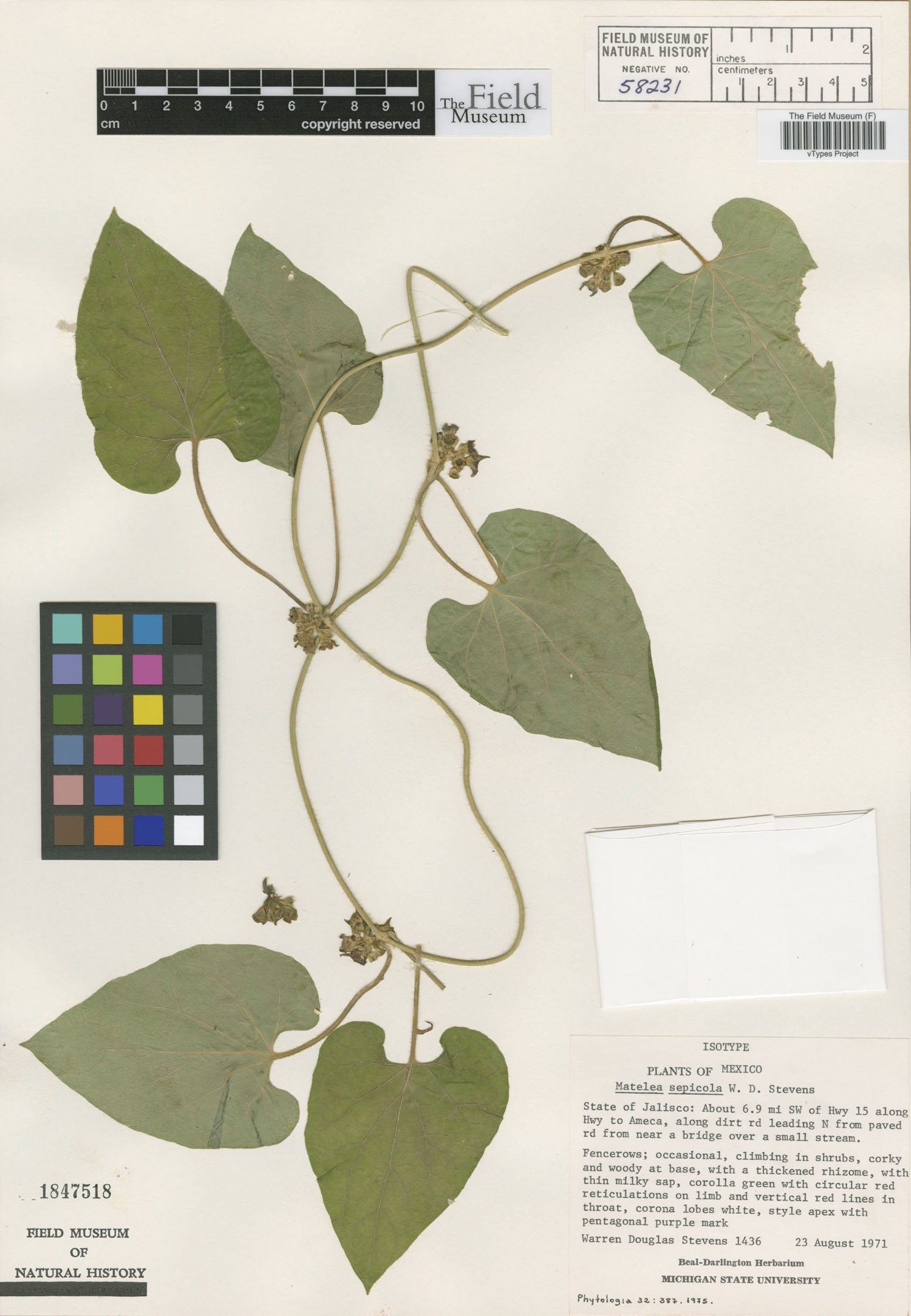 Dictyanthus sepicola image