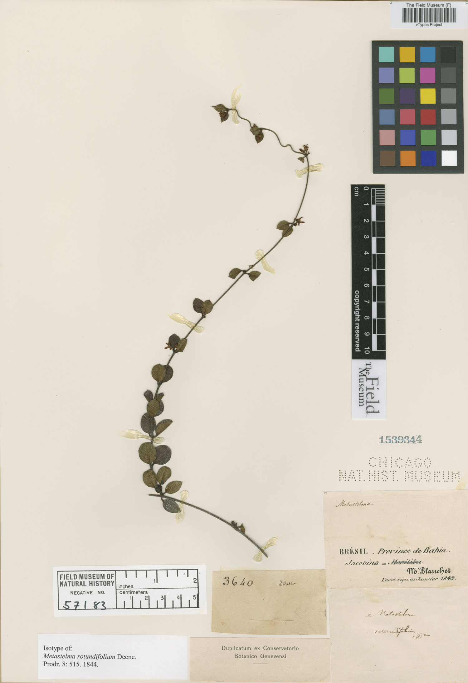 Ditassa rotundifolia image