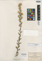 Brickellia lemmonii var. conduplicata image