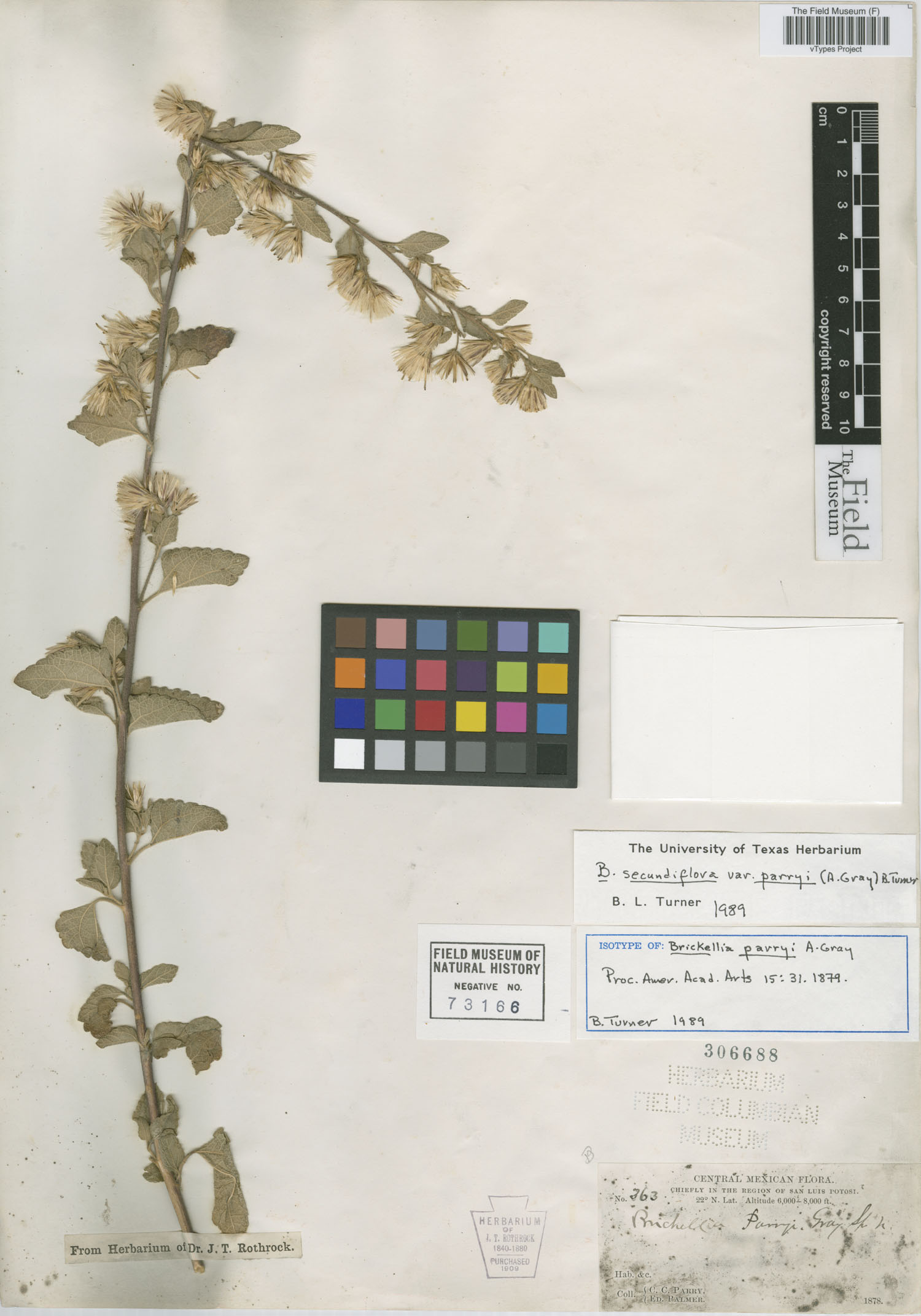 Brickellia secundiflora var. parryi image